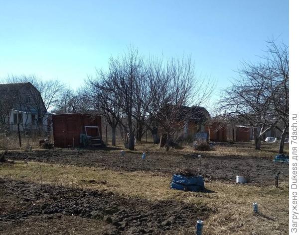 Сохраним луковицы гладиолусов в городской квартире. Опыт лентяйки