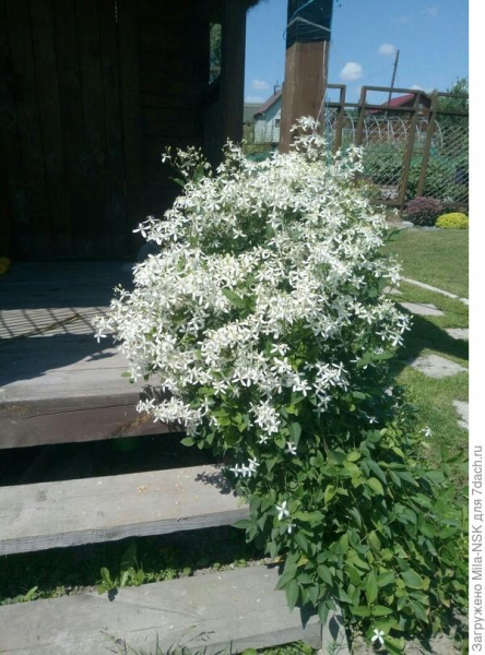 Декоративные многолетние растения в саду. На буквы з-к. Описание, фото