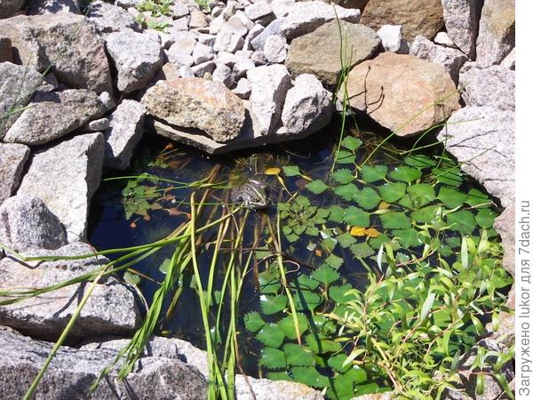 Блюдце воды как завершение сухого ручья