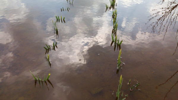 Спасение нарциссов из водного плена