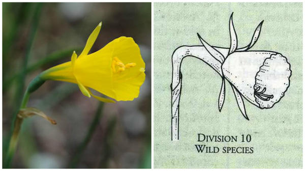 Нарциссы жонкиллиевые, тацетовые, поэтические, дикорастущие, кантабрийские: сорта, фото
