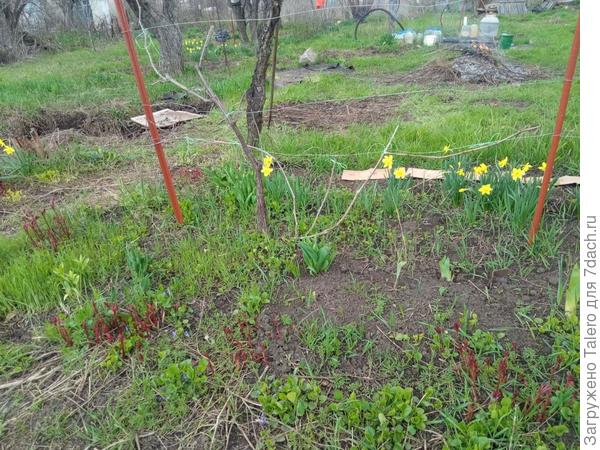 Нарциссы. Фото первого цветения. Небольшая экскурсия по весеннему участку