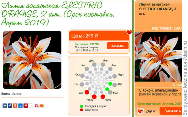 Лилия Оранж Электрик (Orange Electric)