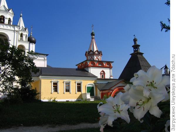 Растения Пресвятой Богородицы