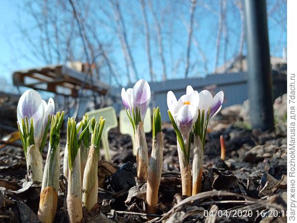 Крокус Принц Клаус (Prins Claus). Характеристики и фото сорта. Выращивание и уход