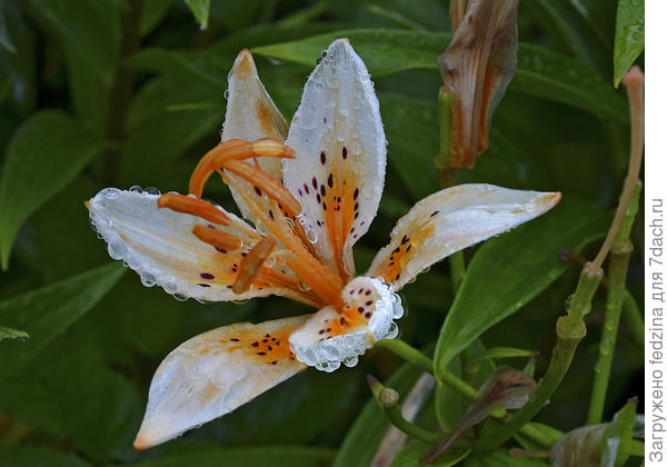 Лилия Оранж Электрик (Orange Electric)