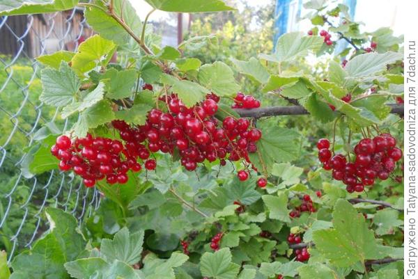 Экскурсия по моему участку. Заходите в гости!