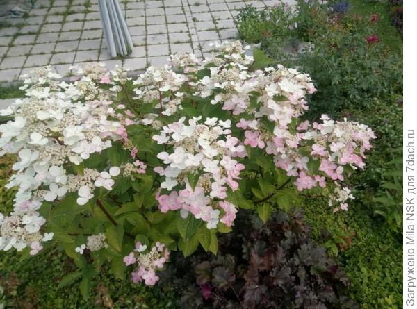 Декоративные многолетние растения в саду. На буквы г-ж. Описание, фото