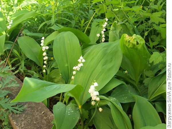 Куст - приманка для насекомых