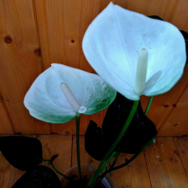 Anthurium, является не только великолепным и захватывающим цветком, но и символом мужской энергии и силы. Когда мы дарим его мужчине, мы преподносим ему не только прекрасный цветок, но также поддержку, удачу и мужское счастье.